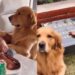 VIDEO: Perrito conmueve en redes por llevar comida a la tumba de otro lomito
