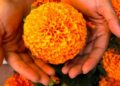 Cosecha de flor de cempasúchil será escasa y más cara