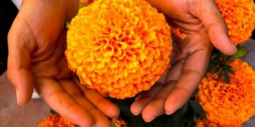 Cosecha de flor de cempasúchil será escasa y más cara