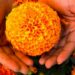 La leyenda de la flor de cempasúchil y la historia de amor que esconde