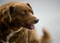 ¡Adiós Bobi! Fallece el perro más viejo del mundo a los 31 años