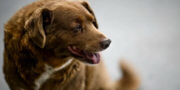 ¡Adiós Bobi! Fallece el perro más viejo del mundo a los 31 años
