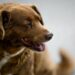 ¡Adiós Bobi! Fallece el perro más viejo del mundo a los 31 años