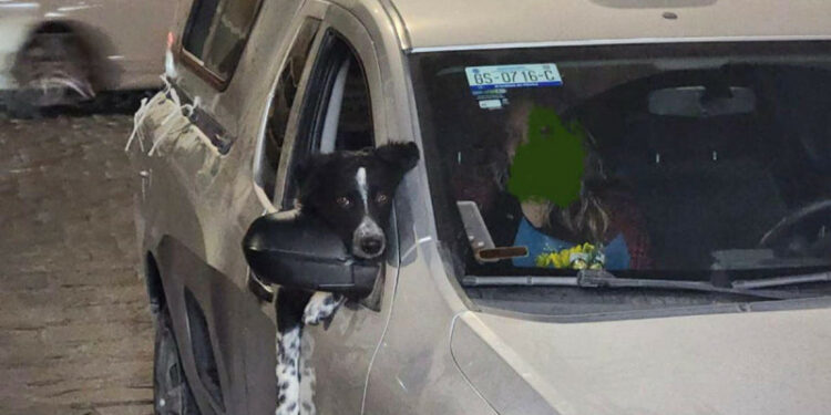 Comando secuestra a perro en San Miguel de Allende; dueños imploran liberación