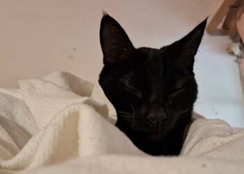 ¿Por qué no dar en adopción animales negros o blancos en octubre? Rescatistas en SLP explican