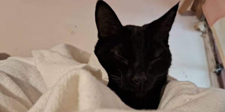 ¿Por qué no dar en adopción animales negros o blancos en octubre? Rescatistas en SLP explican