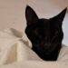 ¿Por qué no dar en adopción animales negros o blancos en octubre? Rescatistas en SLP explican