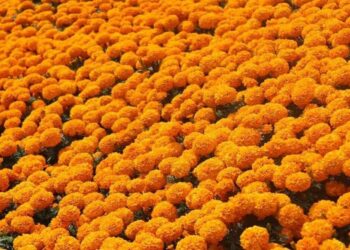 Productores de Mexquitic alistan cempasúchil para Día de Muertos en SLP