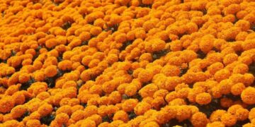 Productores de Mexquitic alistan cempasúchil para Día de Muertos en SLP