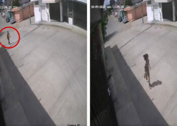 VIDEO: niña muerde a delincuente y frustra secuestro en calles de Tampico, Tamaulipas