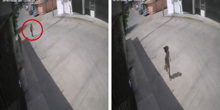 VIDEO: niña muerde a delincuente y frustra secuestro en calles de Tampico, Tamaulipas