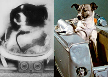 Estos perritos fueron enviados al espacio además de Laika; ¿los conocías?