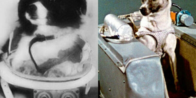 Estos perritos fueron enviados al espacio además de Laika; ¿los conocías?