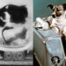 Estos perritos fueron enviados al espacio además de Laika; ¿los conocías?