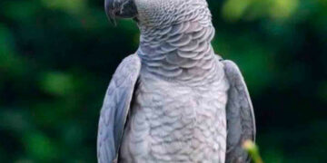 Loro británico se pierde por años y regresa hablando un perfecto español