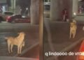 VIDEO: Perro pide dinero para su dueña con discapacidad en SLP; su nobleza lo hace viral
