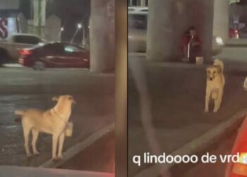 VIDEO: Perro pide dinero para su dueña con discapacidad en SLP; su nobleza lo hace viral