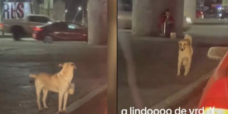 VIDEO: Perro pide dinero para su dueña con discapacidad en SLP; su nobleza lo hace viral