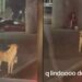 VIDEO: Perro pide dinero para su dueña con discapacidad en SLP; su nobleza lo hace viral