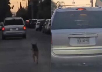 VIDEO: Captan a perrito corriendo tras camioneta tras ser abandonado; exigen castigo para el responsable