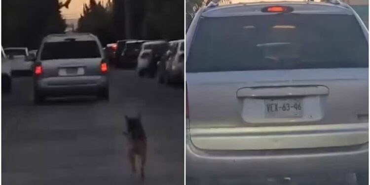 VIDEO: Captan a perrito corriendo tras camioneta tras ser abandonado; exigen castigo para el responsable