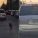 VIDEO: Captan a perrito corriendo tras camioneta tras ser abandonado; exigen castigo para el responsable