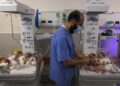 Por falta de electricidad, mueren tres bebés prematuros en un hospital del norte de Gaza
