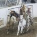 Rancheros de Tijuana lideres del XXX Nacional de Charros Mayores