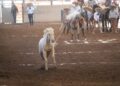 Charros y Escaramuzas de San Luis Potosí participarán en el Nacional de Charrería