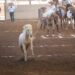 Charros y Escaramuzas de San Luis Potosí participarán en el Nacional de Charrería
