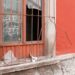 Saqueo de casas solas se acerca al Centro Histórico