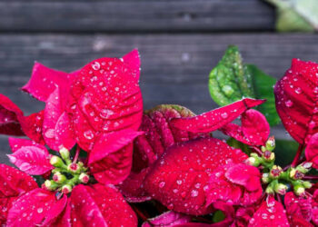 ¿Cada cuánto regar una nochebuena para que esté frondosa? Tips para su cuidado