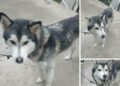 Denuncian alza de abandono de perritos de raza husky siberiano en SLP