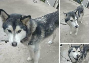 Denuncian alza de abandono de perritos de raza husky siberiano en SLP