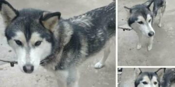 Denuncian alza de abandono de perritos de raza husky siberiano en SLP