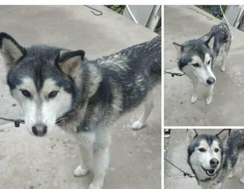 Denuncian alza de abandono de perritos de raza husky siberiano en SLP