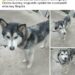 Denuncian alza de abandono de perritos de raza husky siberiano en SLP