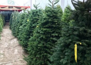 Árboles de Navidad naturales vs artificiales, ¿cuál es la mejor opción?