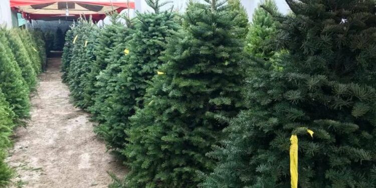 Árboles de Navidad naturales vs artificiales, ¿cuál es la mejor opción?