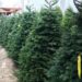 Árboles de Navidad naturales vs artificiales, ¿cuál es la mejor opción?