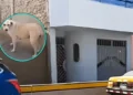 Perrito salva a familia de una posible explosión, gracias a que orinó en la mecha de la bomba