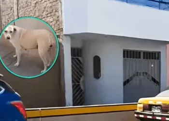 Perrito salva a familia de una posible explosión, gracias a que orinó en la mecha de la bomba