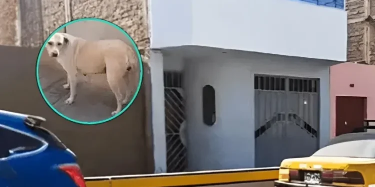 Perrito salva a familia de una posible explosión, gracias a que orinó en la mecha de la bomba