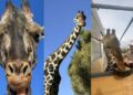 VIDEO: Jirafa Benito se reúne con su nueva familia