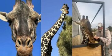 VIDEO: Jirafa Benito se reúne con su nueva familia