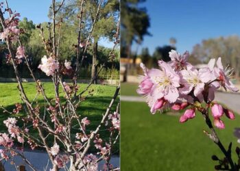 FOTOS: Japón en SLP, florecen sakuras en Jardín Japonés del Parque Tangamanga I