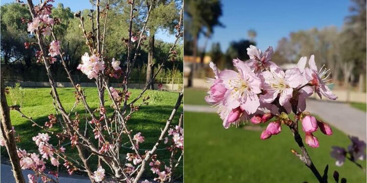 FOTOS: Japón en SLP, florecen sakuras en Jardín Japonés del Parque Tangamanga I