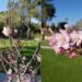 FOTOS: Japón en SLP, florecen sakuras en Jardín Japonés del Parque Tangamanga I