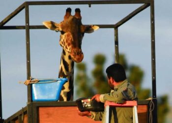 VIDEOS: ¡Travesía de la jirafa Benito terminó! Tras más de 30 horas, el ejemplar llegó a su nuevo hogar