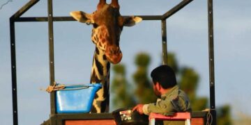 VIDEOS: ¡Travesía de la jirafa Benito terminó! Tras más de 30 horas, el ejemplar llegó a su nuevo hogar